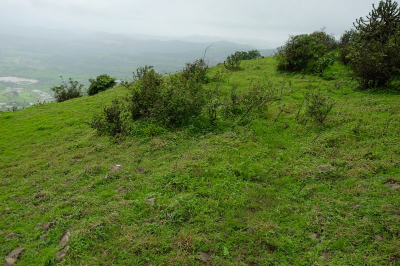 Hillside Weed Eatings in Progress